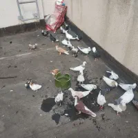 نرو ماده