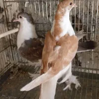 کفتر لاهوری|پرنده|سراوان, |دیوار