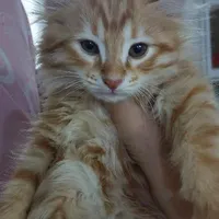 خر گربه|گربه|اصفهان, دشتستان|دیوار
