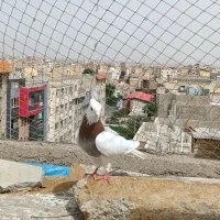 کبوتر پرشی