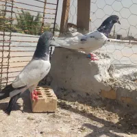شیخ کله سبز قشنگ