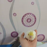 جوجه عروس هلندی