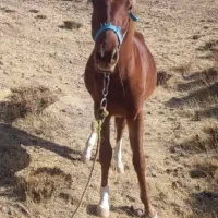 دو اسب  با خط و خونی بالا و شجره دار  فروشی|اسب و تجهیزات اسب‌سواری|نظرآباد, نظرآباد|دیوار