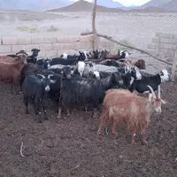 بز گوسفند|حیوانات مزرعه|بافق, |دیوار