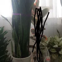 گل و گیاه طبیعی|گل و گیاه طبیعی|محمدشهر, محمدشهر|دیوار