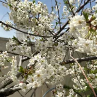 باغ ۷۹۰متر دماوند|فروش خانه و ویلا|دماوند, دماوند|دیوار