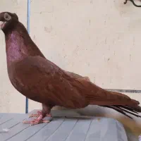 ماده صرب سرخ بشرط تخم امیدیه|پرنده|بندر ماهشهر, |دیوار