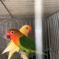 دو عدد کوتوله برزیلی|پرنده|محمودآباد, |دیوار