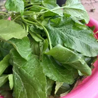 چوچاق (یا همان بلوچ)|خوردنی و آشامیدنی|طاهرگوراب, |دیوار