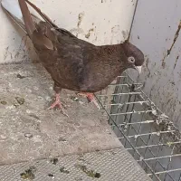 سوسنی و صرب|پرنده|مسجد سلیمان, |دیوار