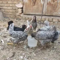 مرغو خروس گلین طوسی بی غلط|حیوانات مزرعه|قم, یزدان‌شهر|دیوار