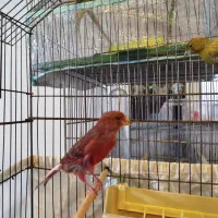 فروش قناری ماده|پرنده|فردیس, شهرک شهید حسینی|دیوار