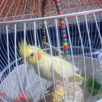 عروس هلندی ماده|پرنده|اصفهان, مارچین|دیوار