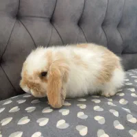 واگذاری رایگان خرگوش لوپ