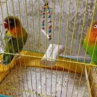 طوطی برزیلی|پرنده|ری, شهادت|دیوار