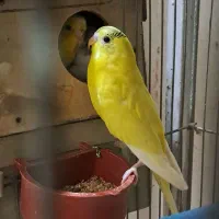 قناری  نر و ماده