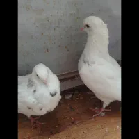 کبوتر