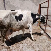 گاو با گوساله سیمینتال