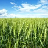 زمین کشاورزی دیم آبی مرغوب آورزمان مهدی آباد