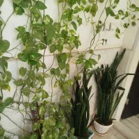 گل وگیاه|گل و گیاه طبیعی|قم, پردیسان|دیوار