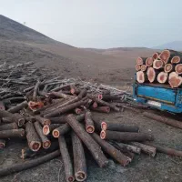 خرید درخت خرید قطع چوب برش تر وخشک