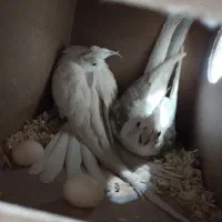 پرنده سرای امیر|پرنده|شیراز, کرونی(خاتونک)|دیوار