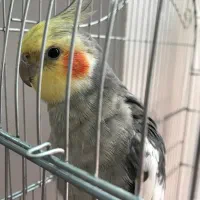 عروس هلندی نر