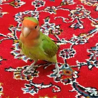 گمشده|حیوانات|کرمانشاه, |دیوار