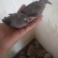 شاتو