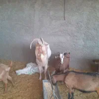 سالن آلپاین نر ۲سال نیم