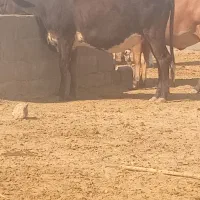 گوساله ماده