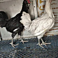 مرغ و خروس گلین مشکی و طوسی|حیوانات مزرعه|چهاردانگه (تهران), |دیوار