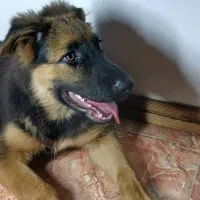 سگ ژرمن شپرد گمشده به نام هیرو|حیوانات|شهریار, شهریار|دیوار