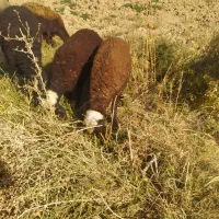 بره نر و ماده