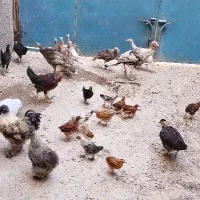 بوقلمون مرغ و خروس ابریشمی گردن لخت کاکلی و جوجه