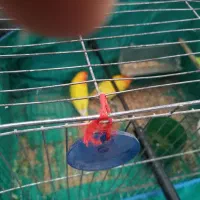 طوطی