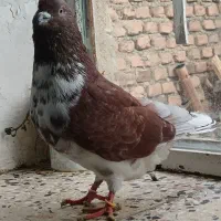 سه کبوتر پرشی ضمانتی و زیبا