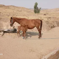 فروش مادیان بدون کره   ۲۰۰۰۰۰۰۰تومان|اسب و تجهیزات اسب‌سواری|مسجد سلیمان, |دیوار