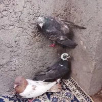 دوتا نر یه ماده دونه ای 200بفرش می‌رسد