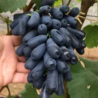 نهال گلدانی موندراپ