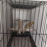 سوپری سوخته،اوپال،کبالت ،فائو جفتی،رسمی بلند|پرنده|تهران, جنت‌آباد جنوبی|دیوار