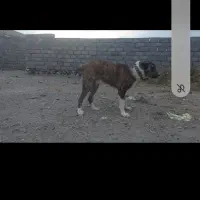 گمشده|حیوانات|خواف, |دیوار