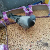 جوجه پلاکی مسافتی|پرنده|زرند, |دیوار