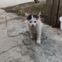بچه گربه