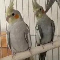 5عدد عروس هلندی سالم و سرحال