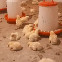 مرغ ارگانیک ا|حیوانات مزرعه|گلی داغ, |دیوار