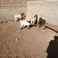 ۳تابزغاله۱۰م دانه۳۵۰۰بره چاق موجوده قصابی پذیرفته|حیوانات مزرعه|بجنورد, |دیوار