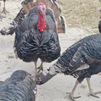 بوقلمون برنز فروشی