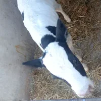 گوساله نر شیری|حیوانات مزرعه|رضویه, |دیوار