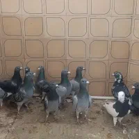 کبوتر فروشی